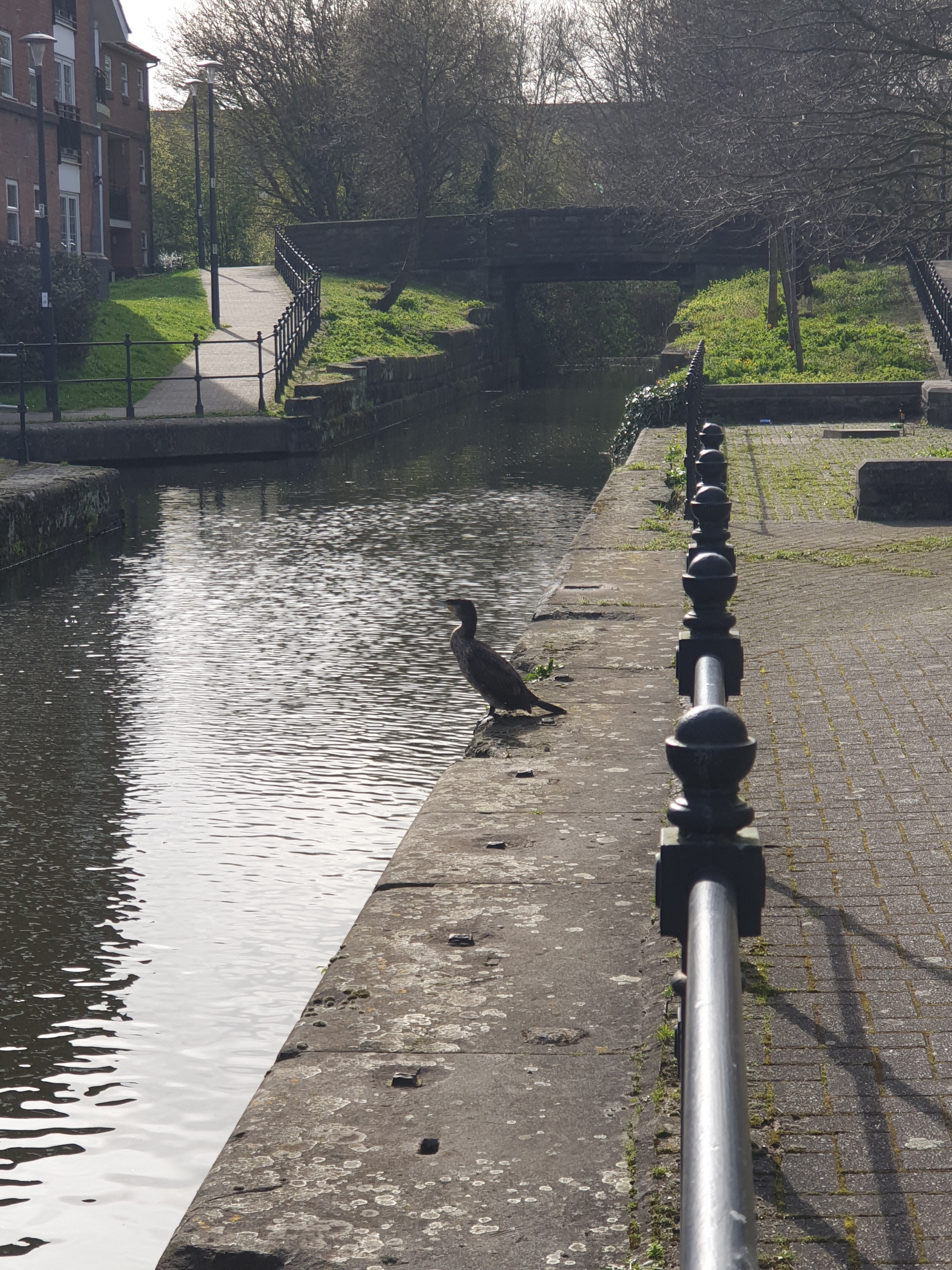 Waiting at feeder canal [2]